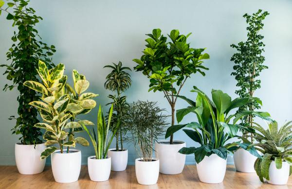 Топ-5 растений для очищения дома от негативной энергии
