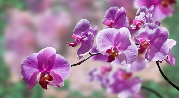Цветочный гороскоп на 3 - 12 ноября - орхидея