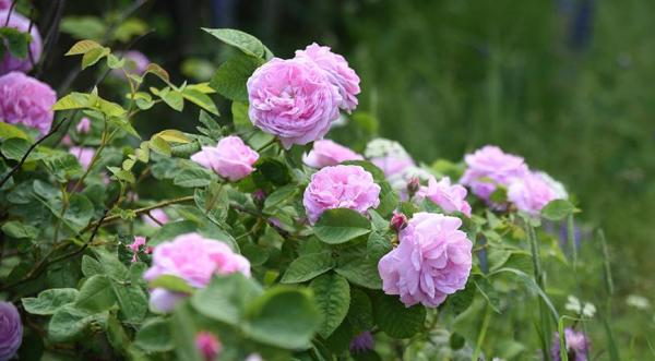 Цветочный гороскоп на 24 июля - 2 августа: дикая роза, шиповник