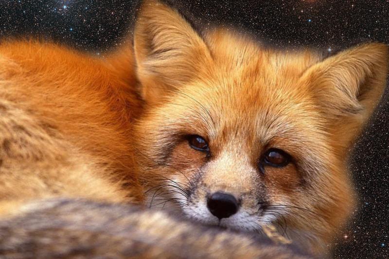 Рыжая лиса во сне. Лиса Сону. Приснилась лиса к чему. Лисы во сне к чему. Приснилась лиса рыжая к чему.