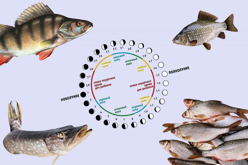 Клев рыбы 24. Фазы Луны влияющие на клев. Влияние лунных фаз на клев рыбы. Влияние фазы Луны на клев. Влияние фаз Луны на клев рыбы.